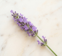 Pure Lavender Essence